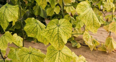 Metody řešení hniloby kořenů okurek